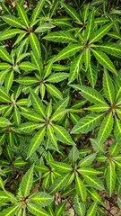 Fototapeta premium Background of solid green bright foliage