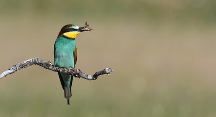 European bee-eaters in Spain
