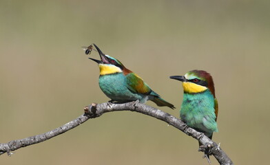 European bee-eaters in Spain