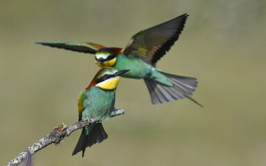 European bee-eaters in Spain