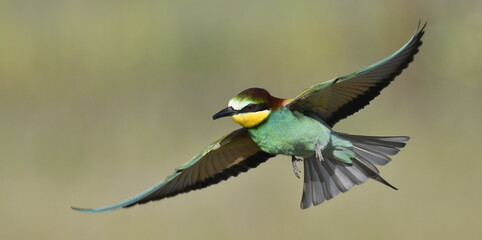European bee-eaters in Spain