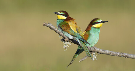 European bee-eaters in Spain