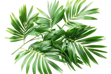 Naklejka premium Green leaves of palm tree isolated on white background with cut path