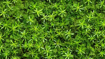 A close-up view of vibrant green moss growing in a forest, showcasing the intricate details of the plants texture SEAMLESS PATTERN