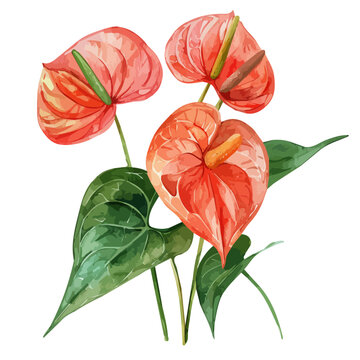 watercolor anthurium flowers with green leaves clip art preview