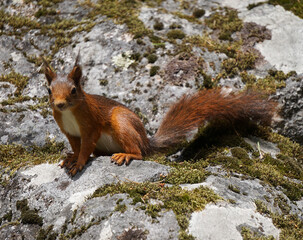 A red squirrel on the ground