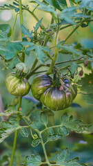 Tomatoes at the stage of growth and ripening on a bush in the garden