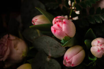 close up of tulip flower head bright pink