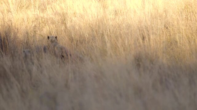 Cheetah Family in Dense Grass Run Away from Camera