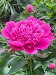 pink peony flower