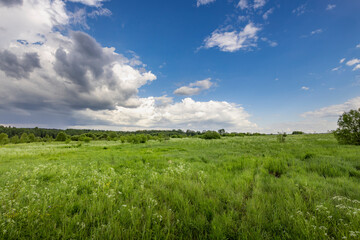 Fototapeta premium A wide open field of green grass and wildflowers stretches out under a bright blue sky with fluffy white clouds.