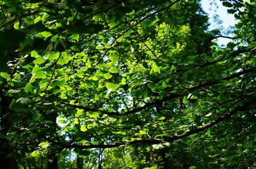 a young tree with green leaves of ginkgo bicuspid on a branch illuminated by the sun in a plant nursery and botanical garden. The concept of growing relict medicinal plants