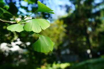 the green leaves of ginkgo bicuspid on a branch illuminated by the sun in a plant nursery and botanical garden. The concept of growing relict medicinal plants