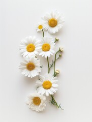 Obraz premium Daisies on White Surface