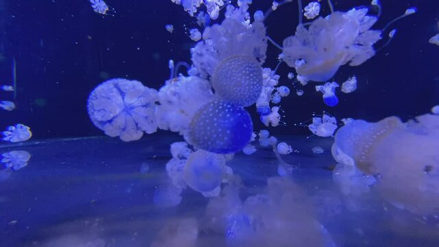 M&eacute;duses Mastigias dans un aquarium
