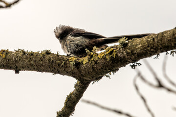 Long-tailed Tit (Aegithalos caudatus) - Commonly Found in Europe and Asia