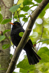 Common Blackbird (Turdus merula) - Commonly Found in Europe, Asia, and North Africa