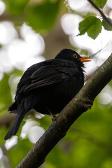 Common Blackbird (Turdus merula) - Commonly Found in Europe, Asia, and North Africa