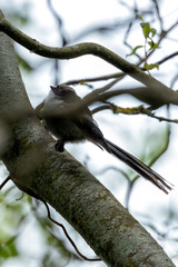 Long-tailed Tit (Aegithalos caudatus) - Commonly Found in Europe and Asia