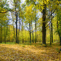 Autumn park with fallen dry leaves.