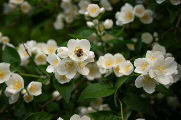 Pustoryl unscented - white flower with yellow pistils.

