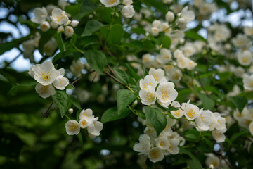 Pustoryl unscented - white flower with yellow pistils.
