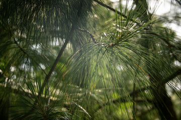 Fototapeta premium Rays of the sun in a long pine needle.