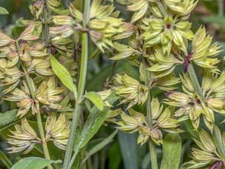 Common sage flowers flourishing