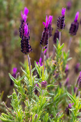 Obraz premium Wild flower, scientific name; Lavandula stoechas