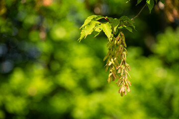 Maple seeds on a twig.