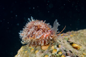 Dirty Cowry, Cyprea spurca, Erosaria spurca, Mediterranean sea, Sardinia, Italy