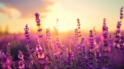 Lavender fields in Provence, France. Purple flowers, summer beauty. Countryside landscape, sunset light. Herbal aroma, fragrant blossoms. Scenic nature, blooming flora.
