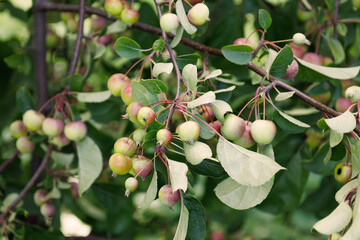 Wild small red apples on branch in autumn. Abstract fall natural background. Rich harvest. Farming, agriculture concept. Harvesting of ripe fruits. Rural garden. Crab Apple Malus.