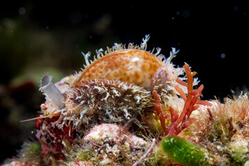 Dirty Cowry, Cyprea spurca, Erosaria spurca, Mediterranean sea, Sardinia, Italy
