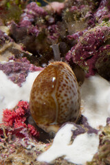 Dirty Cowry, Cyprea spurca, Erosaria spurca, Mediterranean sea, Sardinia, Italy