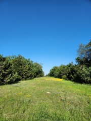 grass and blue sky
