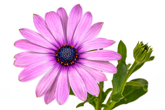 African daisy flower - Dimorphotheca ecklonis isolated on white background