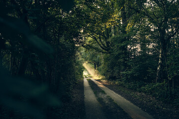 Fototapeta premium morning on path through forest sunbeams. High quality photo