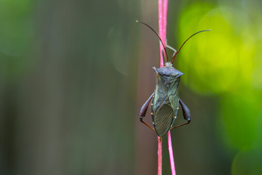 leaf footed bugs that land on plants in a tourist park