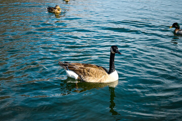 country goose swimming