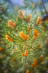 pine tree branches