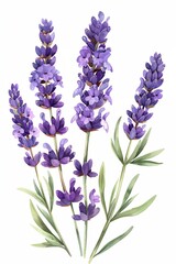 Fototapeta premium A bunch of purple lavender flowers. The flowers are in the middle of the image