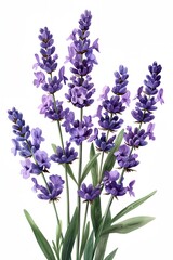 Fototapeta premium A bunch of purple lavender flowers are shown in a white background. The flowers are arranged in a way that they are all facing the same direction, creating a sense of harmony and balance