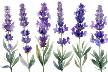 Fototapeta premium A series of purple flowers are shown in various stages of growth. The flowers are arranged in a row, with some taller than others, and they are all facing the same direction