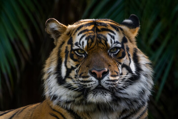 Portrait of a Sumatran tiger 