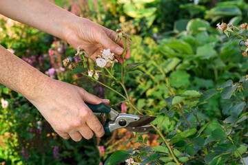 Woman's hands cutting down faded rose plant stem in a summer perennial garden