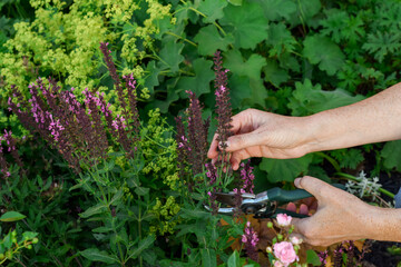 Woman's hands cutting down faded Salvia blooms in a summer perennial garden
