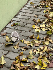 autumn leaves on the ground