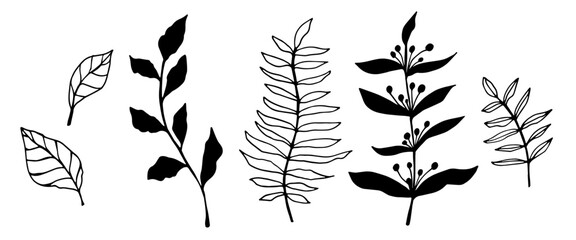 Fototapeta premium vector contour branch and leaves. Elegant branches. black silhouette and outline element with white background, editable. hand drawn monochrome botanical illustration, wedding cards, logo, tattoo.