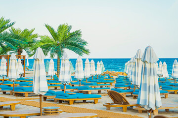 Coastal Relaxation Under Palm Trees, picturesque beach scene with rows of lounge chairs and...